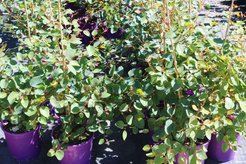 Eucalyptus cladocalyx Nana