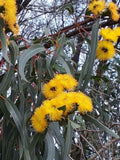 Eucalyptus erythrocorys