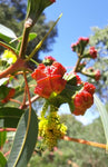 Eucalyptus erythrocorys