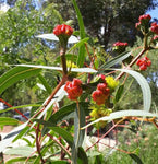 Eucalyptus erythrocorys