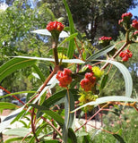 Eucalyptus erythrocorys