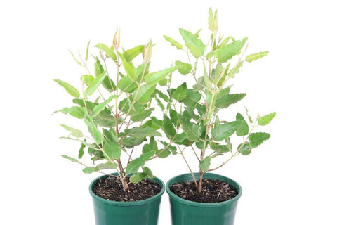 Eucalyptus erythrocorys