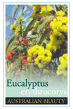 Eucalyptus erythrocorys