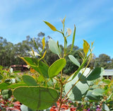 Eucalyptus forrestiana