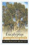 Eucalyptus gomphocephala