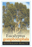 Eucalyptus gomphocephala