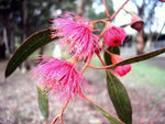 Eucalyptus leucoxylon Euky Dwarf