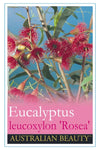 Eucalyptus leucoxylon Rosea