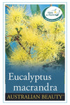 Eucalyptus macrandra