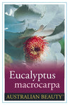 Eucalyptus macrocarpa