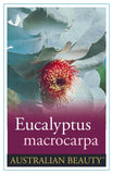 Eucalyptus macrocarpa