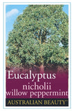 Eucalyptus nicholii