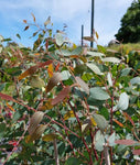 Eucalyptus sideroxylon Rosea