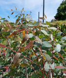 Eucalyptus sideroxylon Rosea