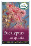 Eucalyptus torquata