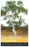 Eucalyptus victrix