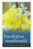 Eucalyptus woodwardii