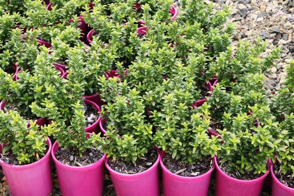 Euonymus microphylla Tom Thumb – Greener Garden Supplies