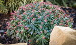 Euphorbia Ascot Liliput