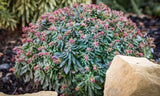 Euphorbia Ascot Liliput