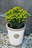 Euphorbia Ascot Liliput