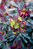 Euphorbia Craigieburn