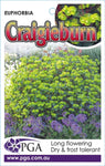 Euphorbia Craigieburn