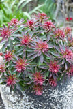 Euphorbia Rudolph