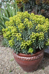 Euphorbia Tiny Tim