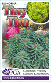 Euphorbia Tiny Tim