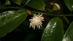 Eupomatia laurina (Tucker Bush Native Guava)