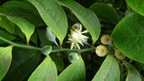 Eupomatia laurina (Tucker Bush Native Guava)