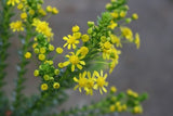 Euryops Golden Glow