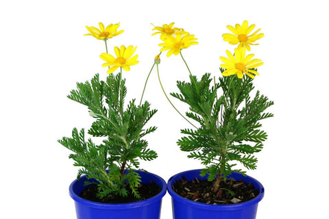 Euryops pectinatus