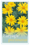 Euryops pectinatus