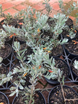 Eremophila glabra Kalbarri Carpet