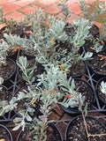 Eremophila glabra Kalbarri Carpet