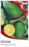 Feijoa (syn. Acca) sellowiana (Pineapple Guava)