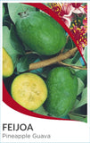 Feijoa (syn. Acca) sellowiana (Pineapple Guava)