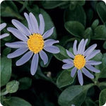 Felicia Pinwheel Periwinkle