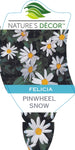 Felicia Pinwheel Snow