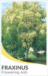 Fraxinus griffithii