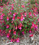 Fuchsia Beacon