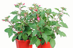 Fuchsia Beacon