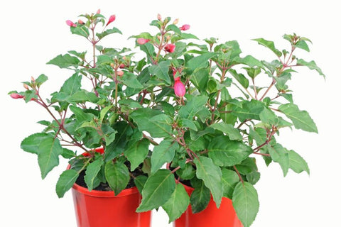 Fuchsia Beacon