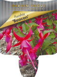 Fuchsia Beacon