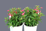 Fuchsia Evita