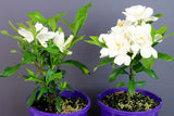 Gardenia Four Seasons