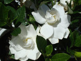 Gardenia Ocean Pearl