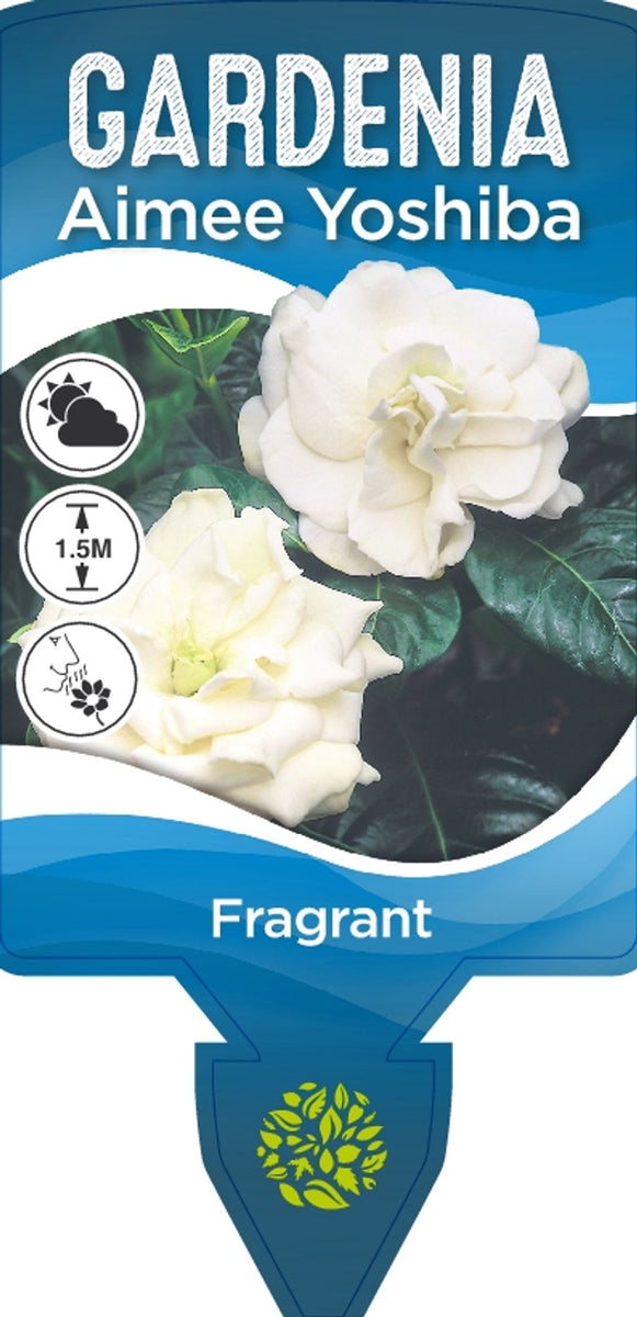 Gardenia augusta Aimee Yoshiba – Greener Garden Supplies